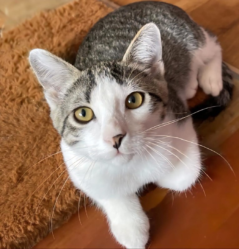 Сегодня важный день для наших котиков! 🐾
В ТЦ...