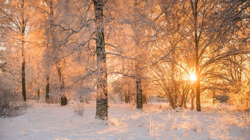 Birth of the new sunDawn light through frosty trees, Sweden (© Schon/Getty Images)