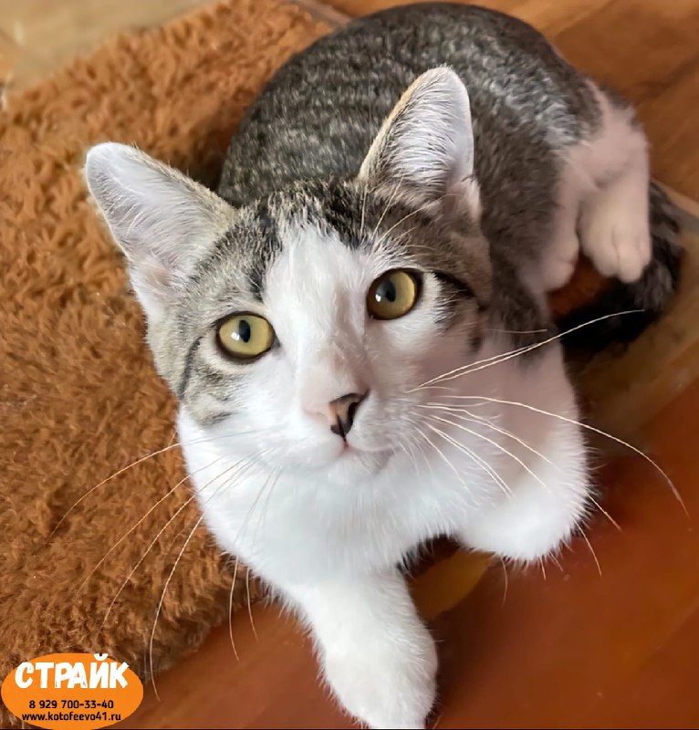 Котёнок *Страйк*
Возраст 7 месяцев.
Активный,...