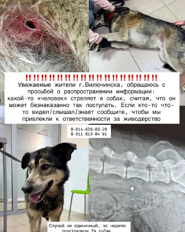 Уважаемые жители г.

Вилючинска, обращаюсь с просьбой...