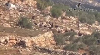 בעקבות מתנחלים המשחררים את צאןיהם לאדמות הכפר אל-מוג'יר, מזרחית לרמאללה.