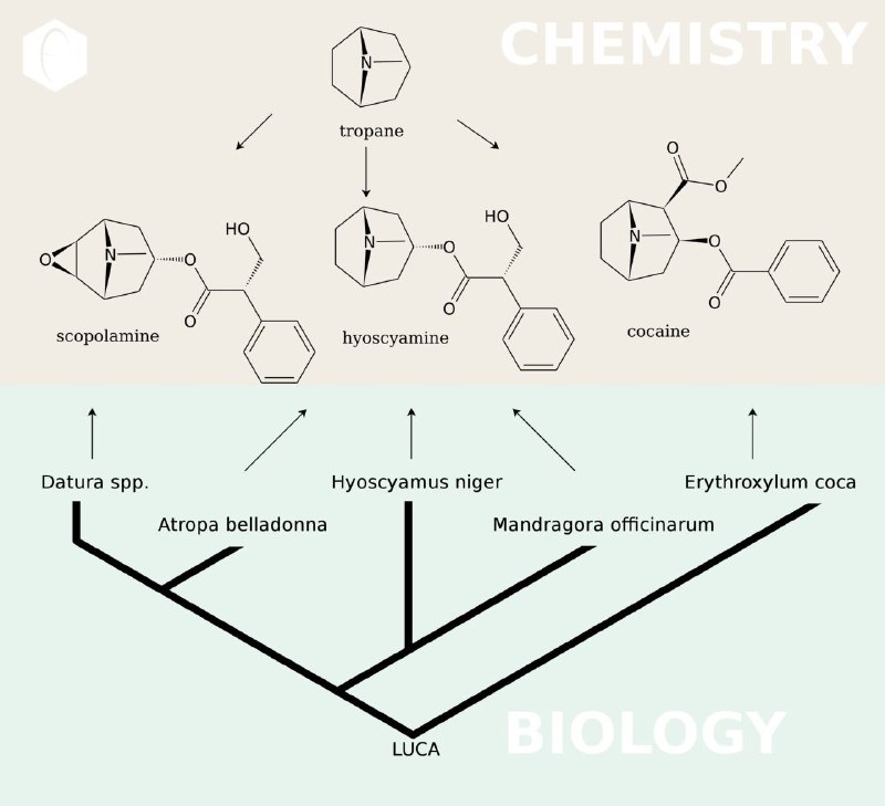 Chemistry Madness Ch: ⭕️ در این اینفوگرافی خونواده ی معظم تروپان رو میبینین که نشون میده اسکوپولامین در گیاه داتورا ، کوکایین در گیاه کوکا و ه