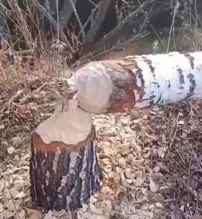 בבאשקורטוסטאן, קבוצת בונים עזבה את כל העיר בלוריצק ללא מים - תוך כדי בניית סכר החבורה הפרוותית כירסמה שלושה…