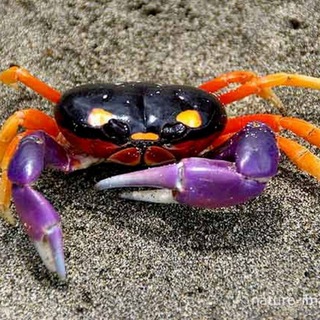 Le panier de crabes (tchat)