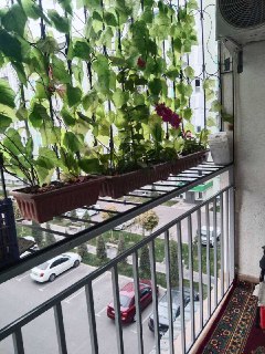 Квартира однокомнатная Махтумкули