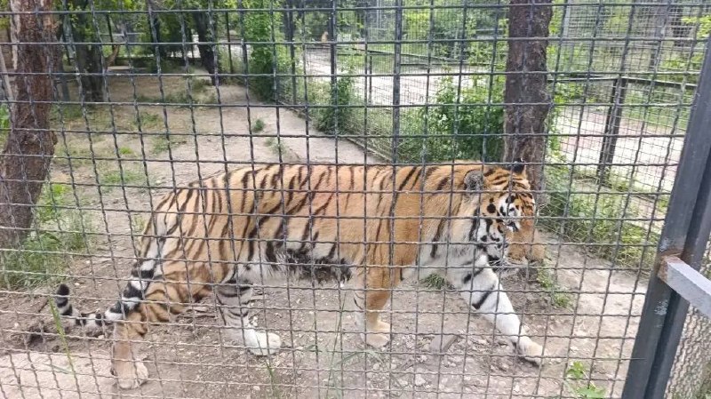Парк львов "Тайган" и его обитатели ждут гостей, фото сделаны 21.06.26 — Скиф-Тур