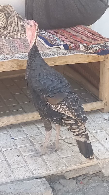 آقداش سیتی(سنگ سفید): سلامبوقلمون درشت و بزرگ به فروش میرسدمعاوضه هم داریم با مرغو خروس یا بوقلمون یکی دوماههشماره موبایل 09184846694