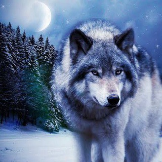 Wolf store Telegram Group Link