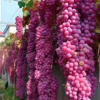 Uzumchilik N1🍇🍇🍇🍇🍇
