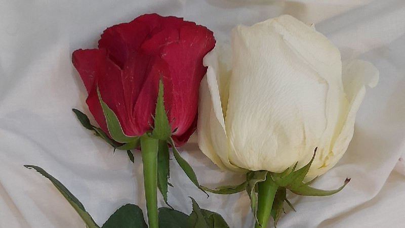 The importance of a righteous woman in a man’s life