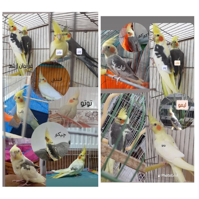 کانال آسیابسر: 🔻فروش طوطی عروس🦜🔹️ ۱ماهه و ۲ماهه و بالغ🔹️ با بهترین نژاد📲۰۹۳۶۳۴۹۱۸۹۳▫️ خانم موحدی#کانال_آسیابسر @asiabsar