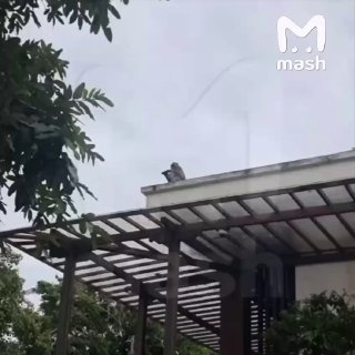 Ты: сказал, что не подаришь ей айфон на 8 Марта.Она: Приключения ростуристки на Бали — обезьяна невозмутимо выкрала телефон у дамы в храме Лухур и столь же невозмутимо сбежала на крышу. UPD. Айфон спасён при участии сотрудников религиозного здания.❗ Подпис