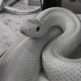 Логотип [требуются впешеры] змеиный дом🐍