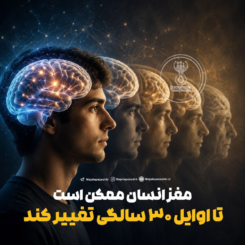 مجله پزشکی: مغز انسان ممکن است تا اوایل ۳۰ سالگی تغییر کند◽️دانشمندان با بررسی مغز ۳۸۰۲ نفر در سنین مختلف، چهار مرحله مهم تغییر در م