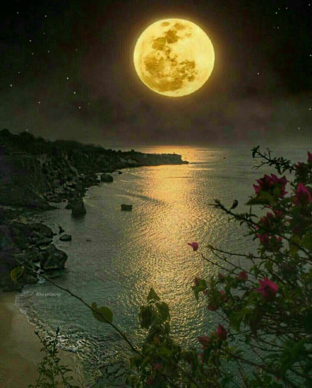 ✍ گلســـتان نوکنـــــده: شب مانند پردہ سیاهي کل شهر را گرفته است قلمي بردار و فردایت رابا ستارہ هاي درخشان به تصویر بکشبدان این تو هستي که فردایت