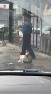 חיי היומיום באיסטנבול: תושב מקומי צילם חתול רחוב שעושה עיסוי לחברתו.