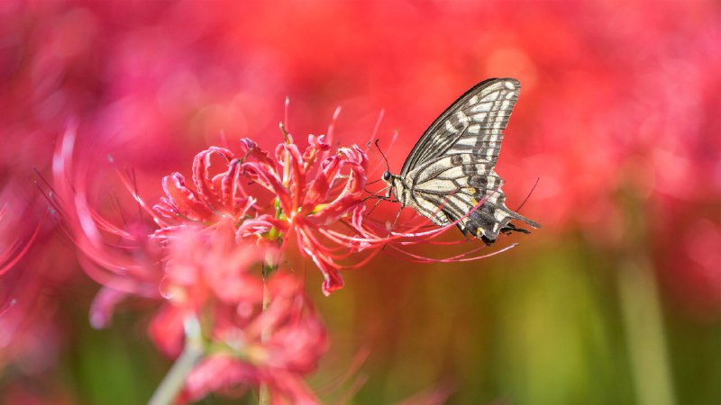 Let the pollinating games begin!Asian swallowtail butterfly on a red spider lily (© lzh/Getty Images)