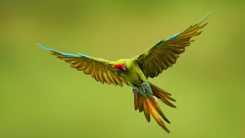Celebrate saving speciesGreat green macaw, Mexico (© Ondrej Prosicky/Shutterstock)