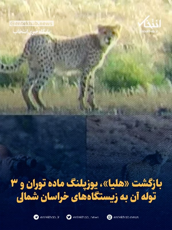 پایگاه خبری انتخاب ✔: ♦️ بازگشت «هلیا»، یوزپلنگ ماده توران و ۳ توله آن به زیستگاه‌های خراسان شمالی🔹 پناهگاه حیات‌وحش میاندشت جاجرم بار دیگر می