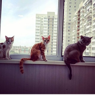 Cats_love🦁❤️😍 Telegram Group Link