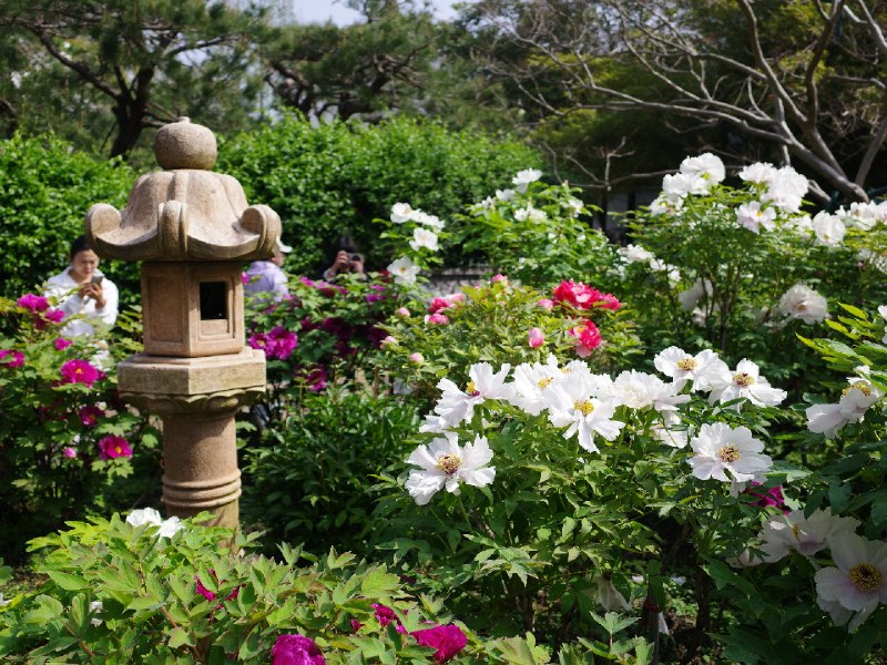 以前不知道上海有座漂亮的寺庙龙华寺以前不知道上海有座漂亮的寺庙龙华寺