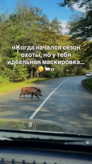 בקובאן הצטרף חזיר בר לעדר כבשים חברה יוצאת דופן הבחינה על ידי נהג בכביש ממזמאי לניז'ני נובגורוד.