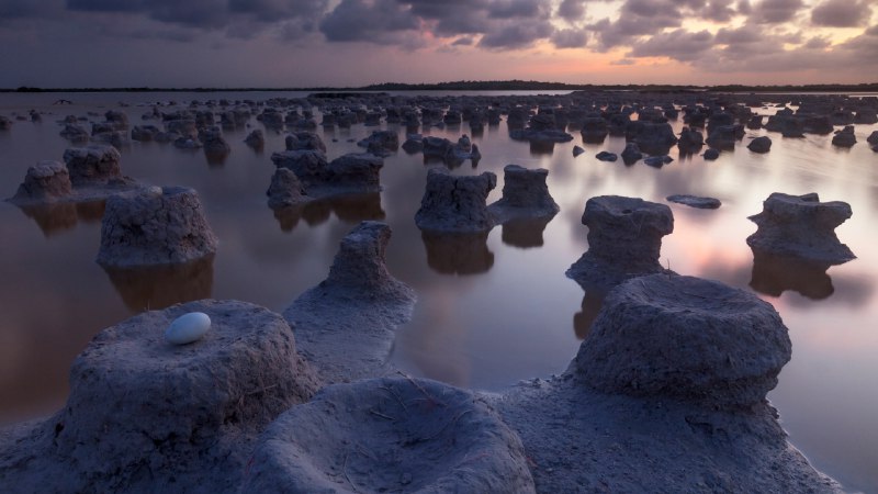 Nurturing natureCaribbean flamingo nests, Ría Lagartos Biosphere Reserve, Yucatán, Mexico (© Claudio Contreras/Minden Pictures)