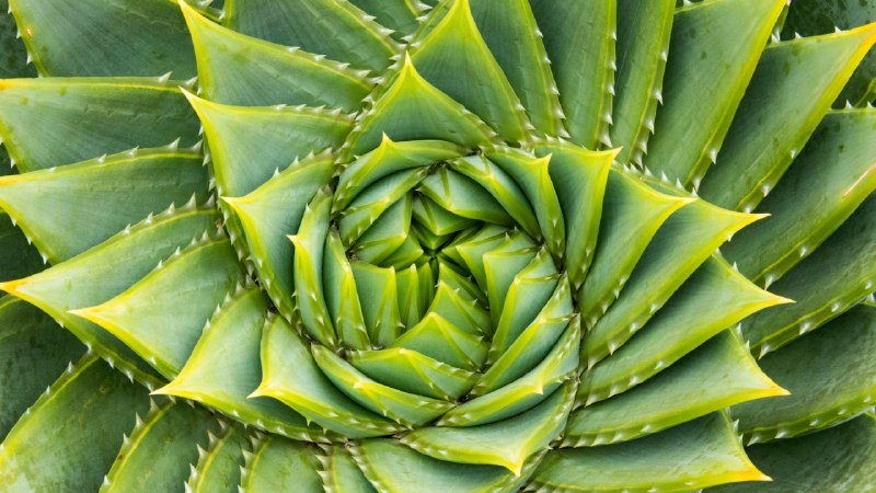 Nature's secret codeSpiral aloe, Kangaroo Island, Australia (© Michael Melford/Alamy)