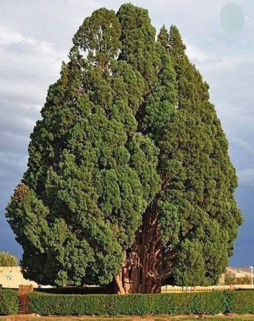 خبر رسمی: در جهان ۲۶ درخت وجود دارند که عمرشان بیش از میلاد مسیح است؛ یکی از این درختان سرو ابرکوه یزد با قدمت ۴ هزار سال است