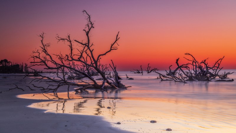 The trees that lost groundDriftwood on Boneyard Beach, Hunting Island, South Carolina (© Frances/Adobe Stock)