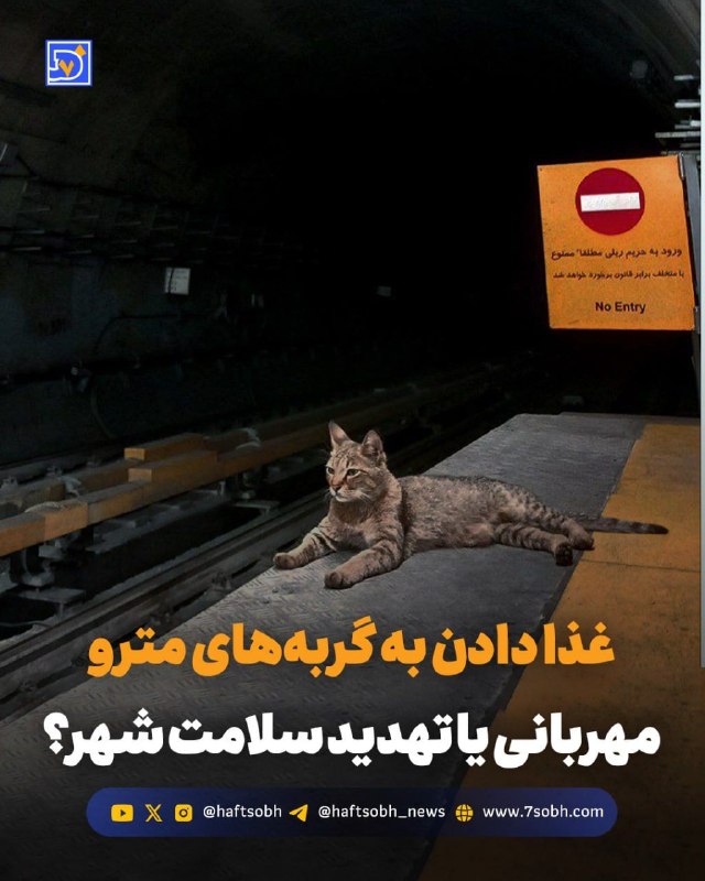 آسوندار (لیلا مرگن، خبرنگار): گزارش #محیط_زیست روزنامه هفت‌صبح🔴 غذا دادن به گربه‌های مترو؛ مهربانی یا تهدید سلامت شهر؟مهربانی با گربه‌های مترو، آن‌طور