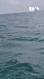 🇮🇱 ביקור בלב ים: הבוקר, בסיור שערכו המצילים של חופי חיפה, הגיעו לבקר אותם מספר דולפינים שסיפקו להם מופע א…