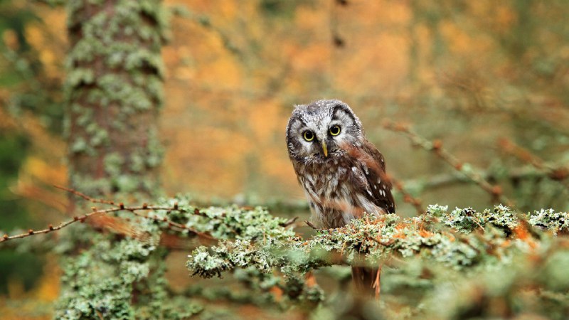 Celebrating our teachersBoreal owl in a forest in Central Europe (© Ondrej Prosicky/Alamy)