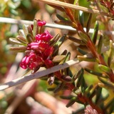 Rattlin' Bog