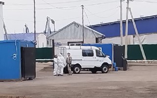 Вокруг одного из агрокомплексов в Кузбассе выставили блокпосты, местные издания пишут о массовом забое скотаВокруг агрокомплекса «Ваганово» в Кемеровской области выставили блокпосты и усилили санитарный контроль. Об этом 8 мая сообщили местные издания Sred