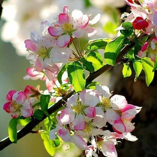 HEART_HARMONY