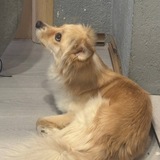 Это skam️🐶