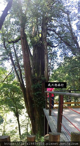 心曠神怡的神木步道-拉拉山神木步道