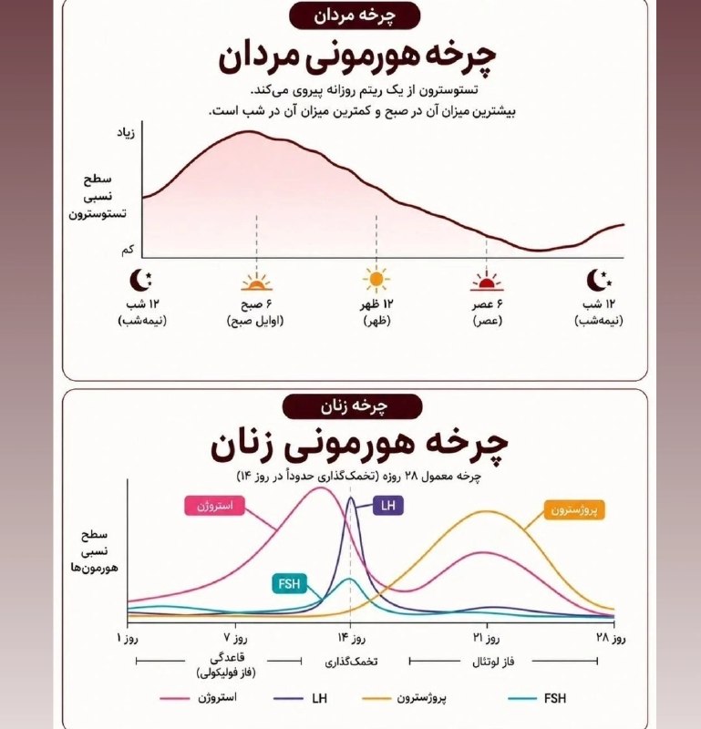 نبض بازار / اقتصاد 💰: مقایسه چرخه هورمونی مردان🧍 و زنان🧍‍♀مردان از ۱۲ شب هورمونا فعال میشه و در ساعت ۵ صبح به اوج خودش می‌رسه و کم کم فروکش می