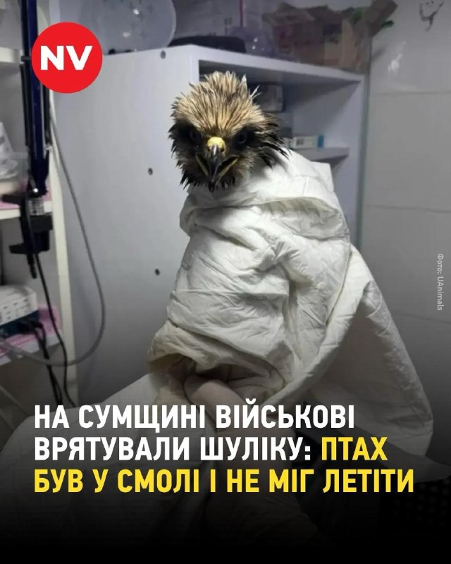 На Сумщині українські бійці врятували шуліку — хижого птаха з Червоної книги