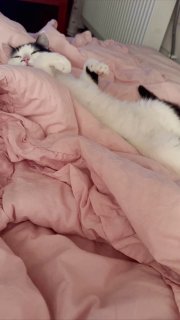 Доброй всем ночи 🌙