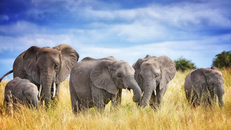 今天不是无关紧要的一天塔兰吉雷国家公园的非洲象家族，坦桑尼亚 (© Vicki Jauron, Babylon and Beyond Photography/Getty Images)