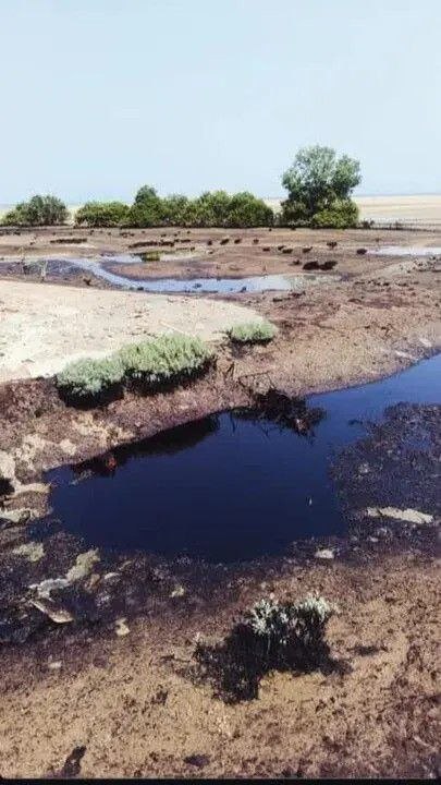 ناصر کرمی: نفت در حرا، زیستبوم زیبای قشم در خطرمتاسفانه گزارشها حکایت از آن دارد که لکه‌های نفتی در قشم به جنگلهای حرا نیز رسیده اس