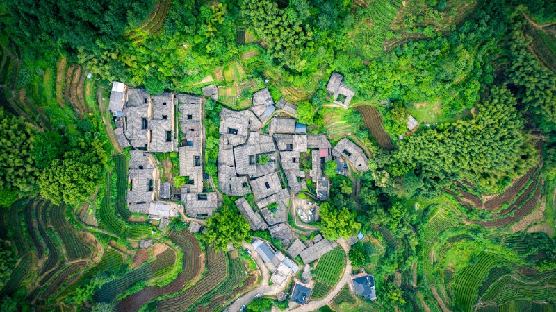 TeatimeTea garden at Yangjiatang Village, Songyang County, China (© feng xu/Getty Images)