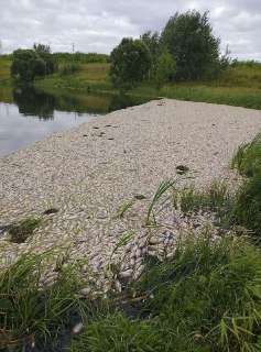 В подмосковном Домодедово бытовая химия попала в водоемы после тушения пожара на складе, загоревшемся при атаке беспилотников. Местные жители жалуются на гибель рыбы и неприятный запах из-за ее гниения, усилившийся в жару.20 июля глава Домодедово сообщила,