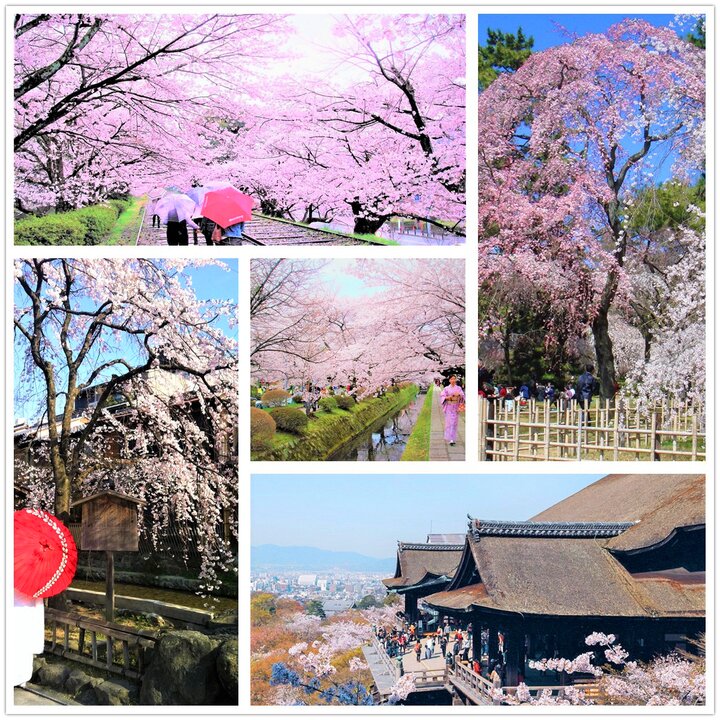 【美翻!!】20處日本京都賞櫻景點遊記美照與實用資訊比較分享(上)！！