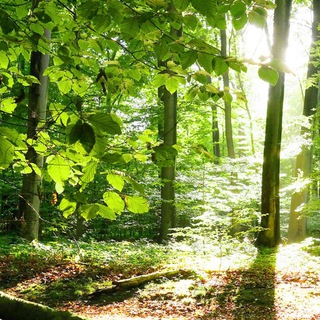 Australian friends forever Telegram Group Link