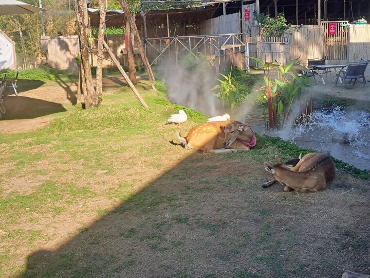 【(泰國)清邁府全攻略~九版 〥】〜〆隱藏版的市集、親子樂園│我與綿羊有約