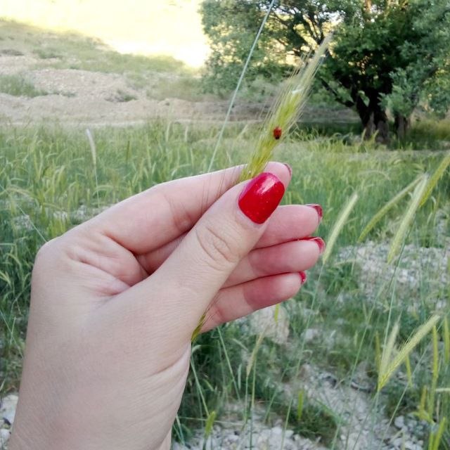 مهر نامه (دانش نامه ای برای زندگی ) 🤝: رسانه پست