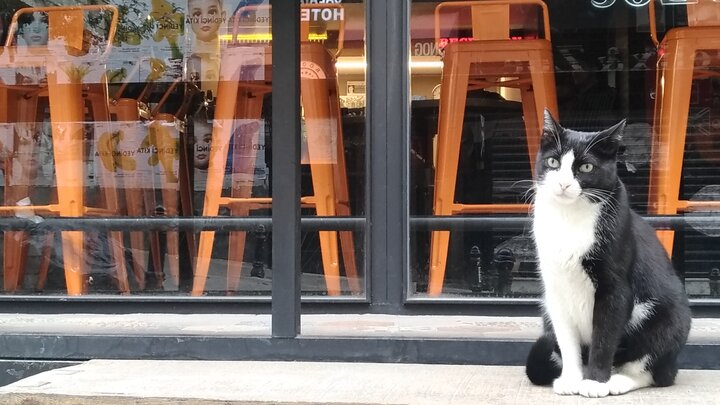 土耳其, 走進愛貓之城